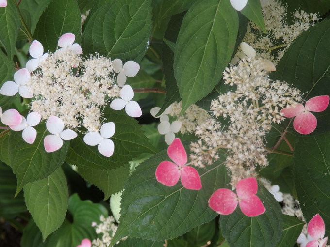 a0054240_1773338.jpg
