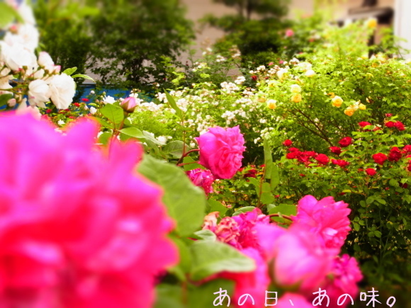 a0305046_11131989.jpg