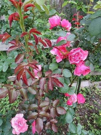 c0327752_13163845.jpg