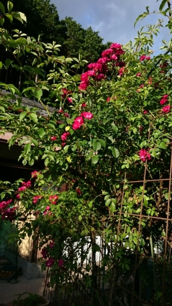 d0298558_23592645.jpg