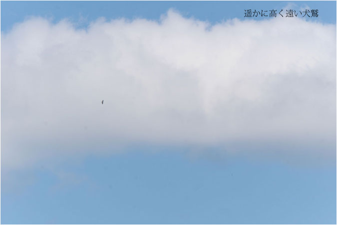 c0061761_6553859.jpg