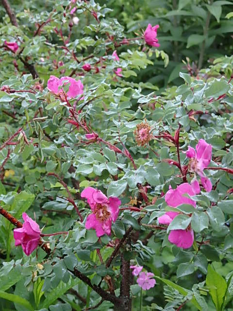e0017562_09532355.jpg