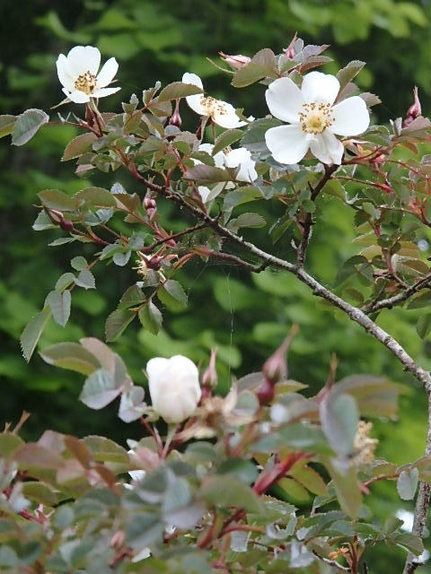 e0017562_09542371.jpg