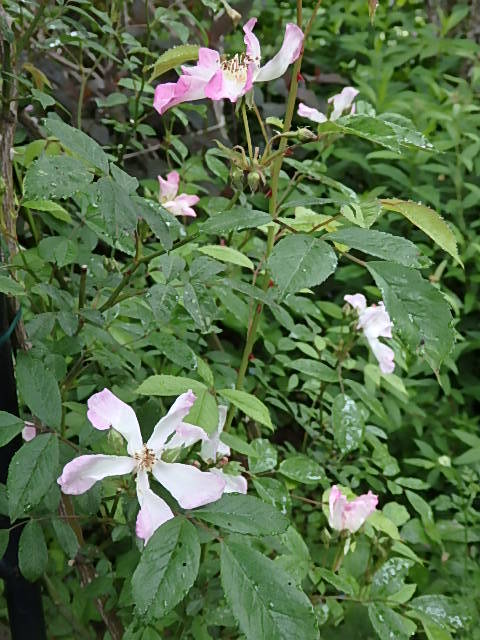 e0017562_09545370.jpg