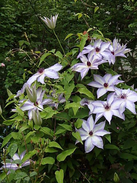e0017562_10001002.jpg
