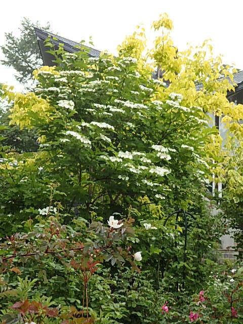 e0017562_10031693.jpg