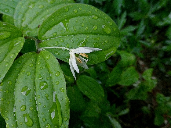 d0084473_20153630.jpg