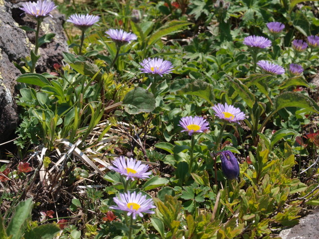 f0171788_1529125.jpg