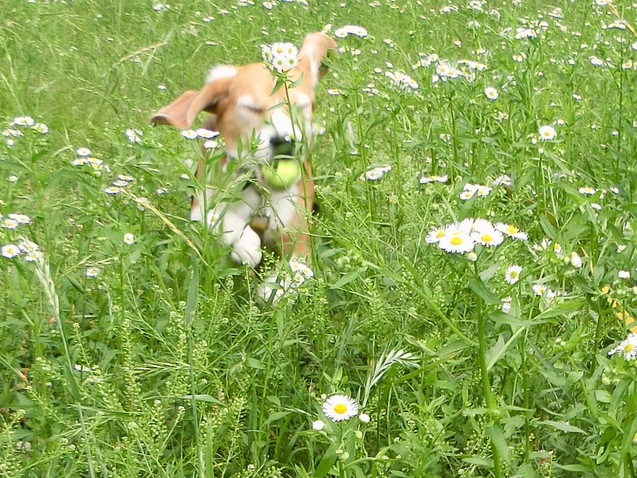 a0319693_744269.jpg