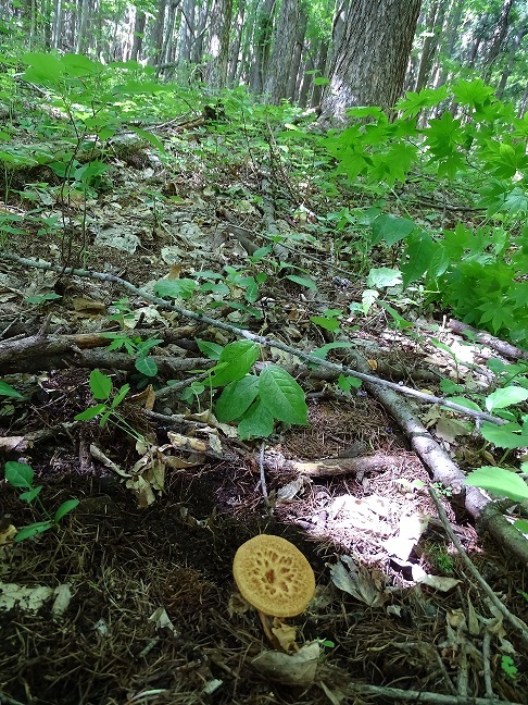 f0360815_16430447.jpg