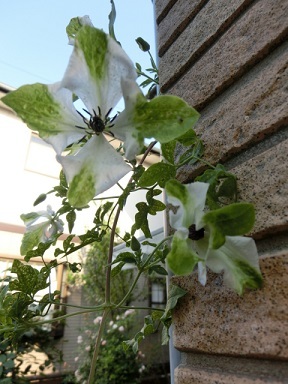 c0204121_14123574.jpg
