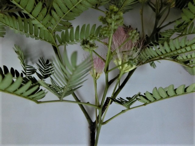 f0354923_21473001.jpg