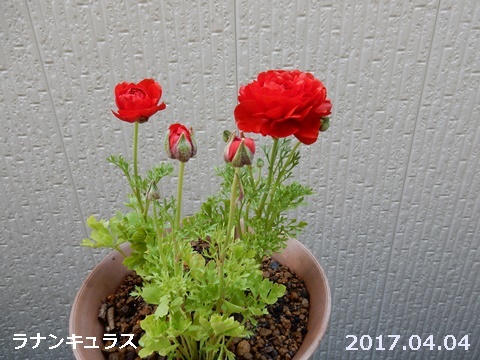 e0033229_18303893.jpg