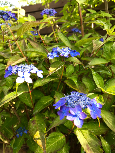 e0305538_21410681.jpg