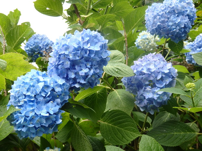 a0054240_20445245.jpg