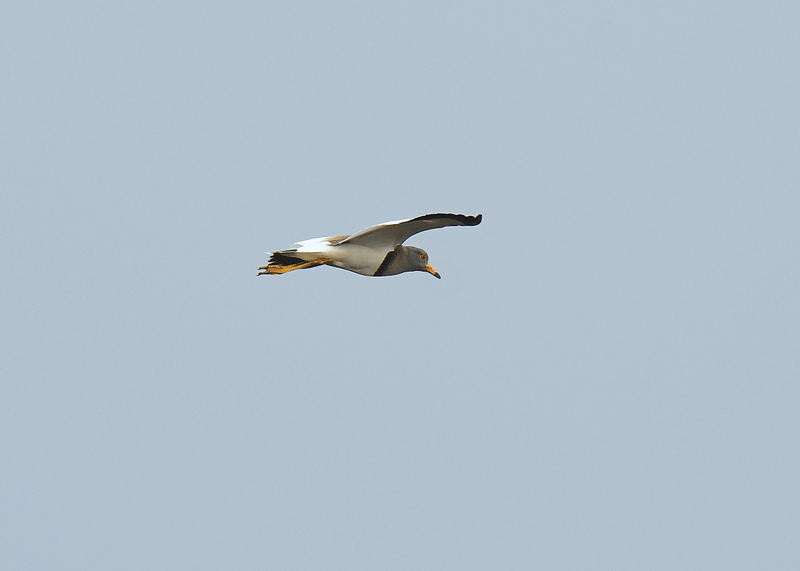 d0290240_16323448.gif