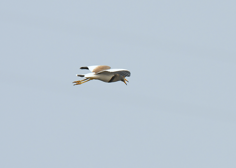 d0290240_16324020.gif