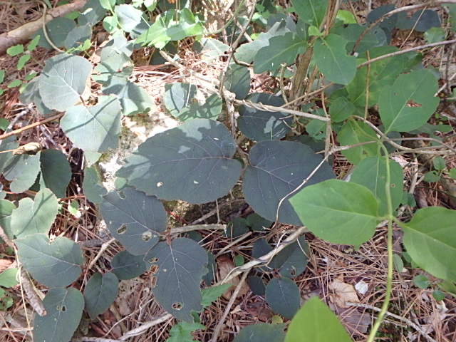 f0334143_814673.jpg