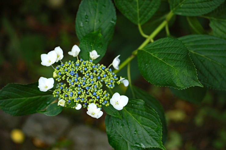 a0120949_622766.jpg
