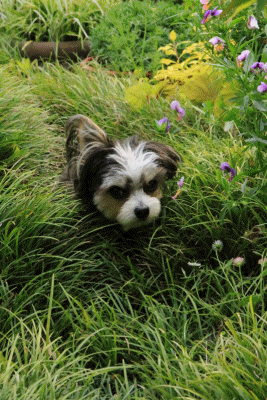 c0145250_09552359.gif