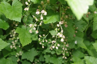 e0004756_16444420.jpg