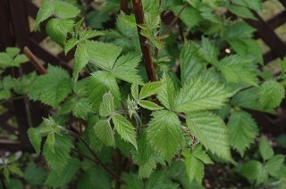 e0004756_16470038.jpg