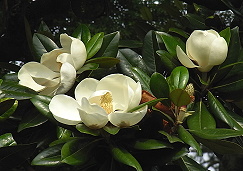 b0105259_9593450.jpg
