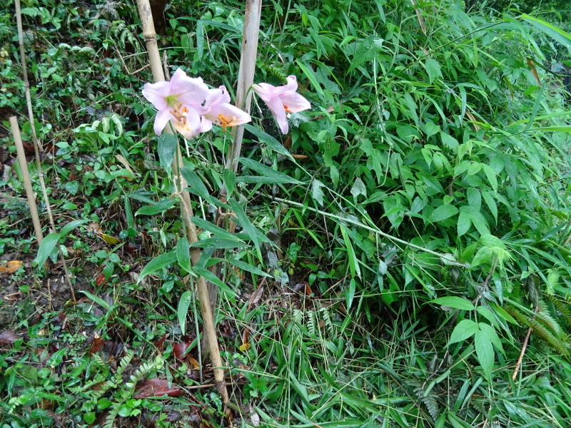 c0108460_20431453.jpg