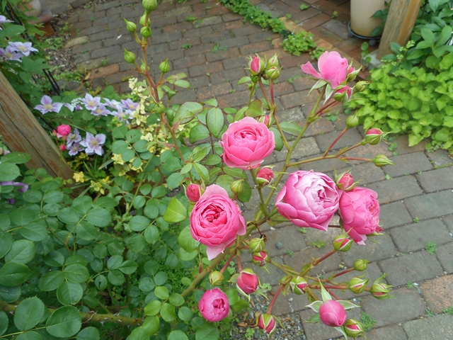 f0366679_15513743.jpg