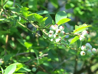 e0130185_1739142.jpg