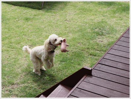 b0175688_01241027.gif