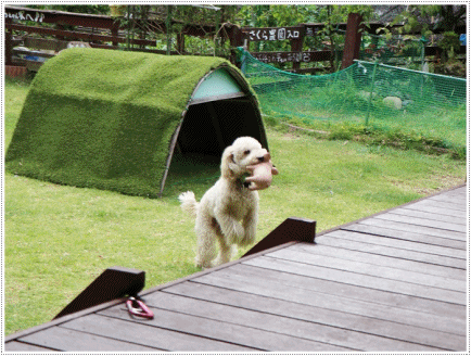 b0175688_01242287.gif