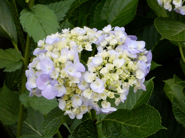 e0025300_2353252.jpg
