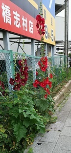 b0080342_00111685.jpg
