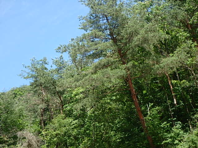 f0334143_7155987.jpg