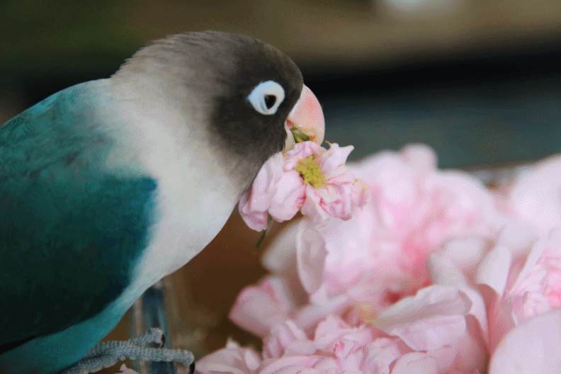 c0145250_09453464.gif