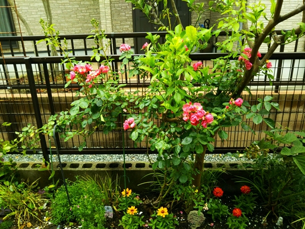 f0366679_20241182.jpg