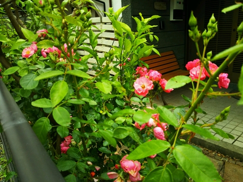 f0366679_20244455.jpg