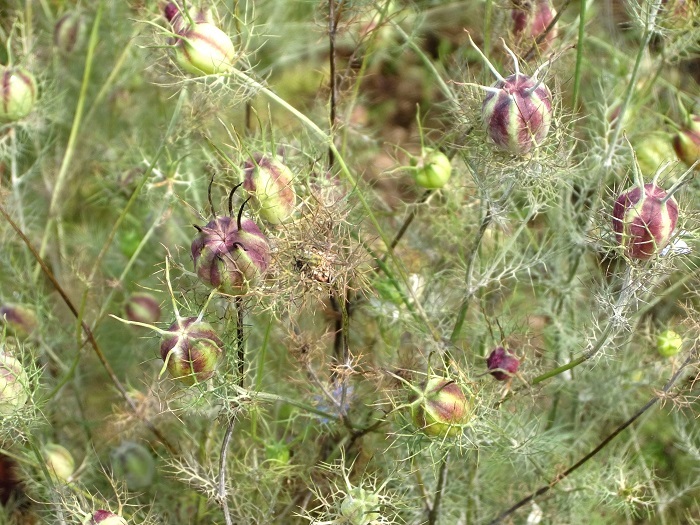 c0119197_09513444.jpg