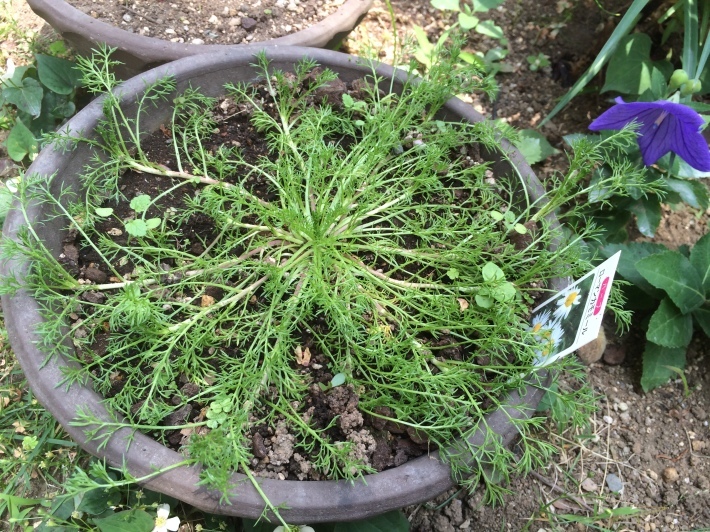 f0201297_13031675.jpg