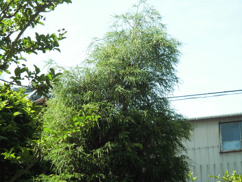 c0108198_1653673.jpg
