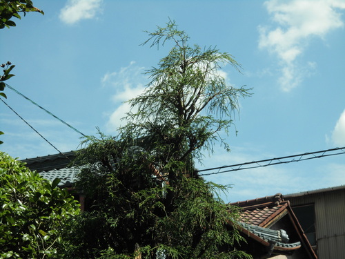 c0108198_1655838.jpg