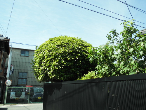 c0108198_1671541.jpg