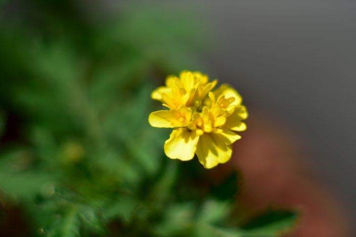 e0031229_13313505.jpg