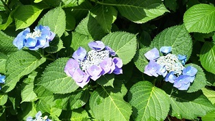 b0080342_21080246.jpg
