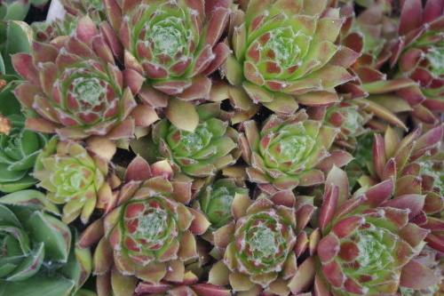 c0337494_16581247.jpg