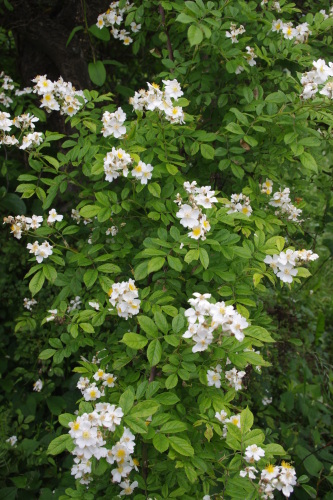 c0337494_16582611.jpg