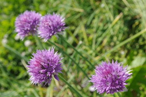 c0337494_17000650.jpg