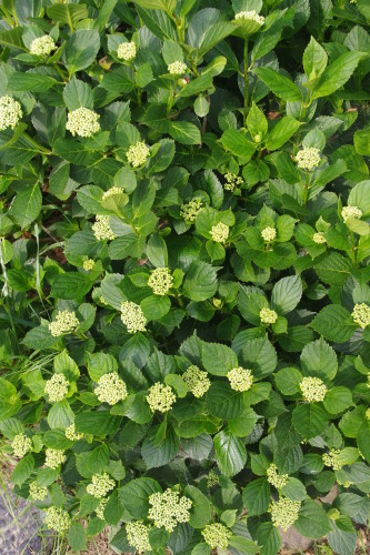 c0337494_17055060.jpg