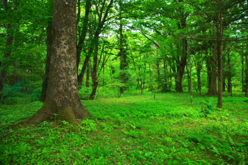 a0263109_11033684.jpg
